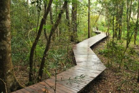 Forest Viewing Deck